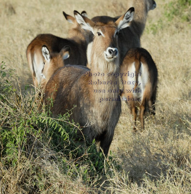 waterbuck