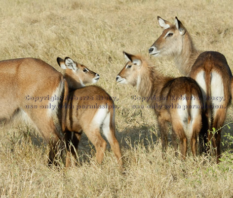 waterbuck mothers and babies