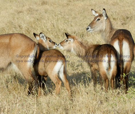 nose-to-nose baby waterbucks with their mothers