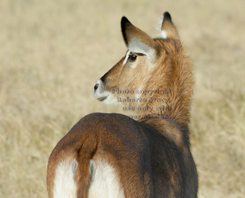 waterbuck, rear view