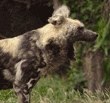 African wild dog