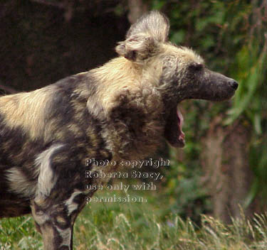 African wild dog