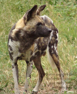 African wild dog