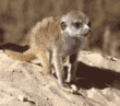 meerkat kit