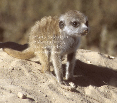 baby meerkat (kit, pup)