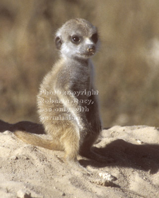 baby meerkat (kit, pup)