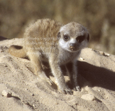 baby meerkat (kit, pup)