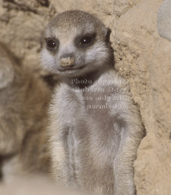 meerkat baby at burrow opening