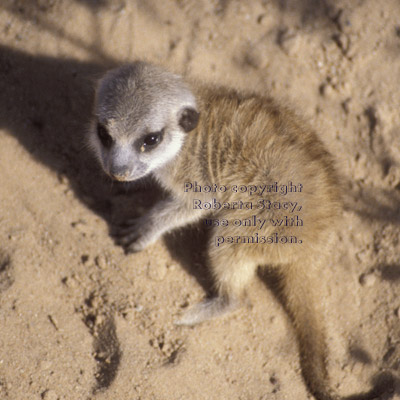 meerkat baby viewed from above