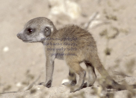 meerkat baby (kit, pup)