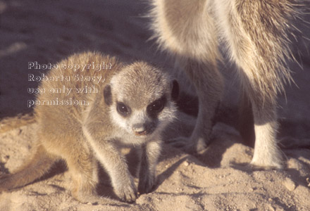 meerkat kit