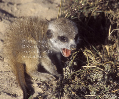 meerkat baby with mouth open