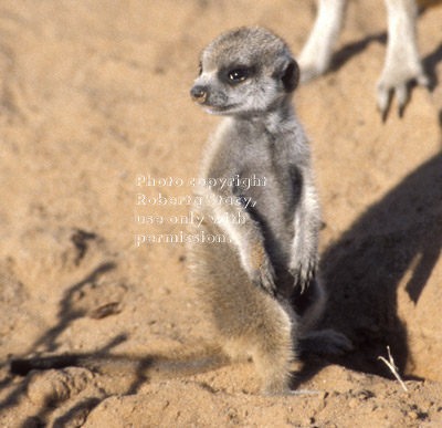 standing meerkat pup