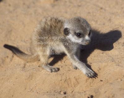 meerkat baby