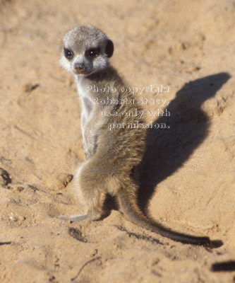 meerkat baby standing