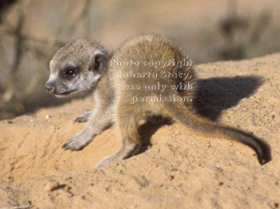 meerkat baby (kit, pup)