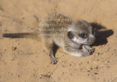 meerkat baby (kit, pup)