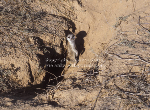 meerkat baby in ravine