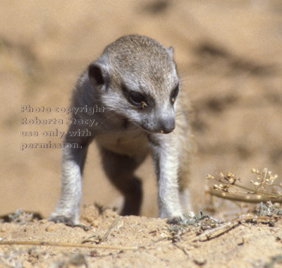 walking meerkat baby (kit, pup)