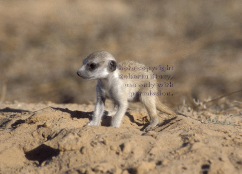 baby meerkat (kit, pup)