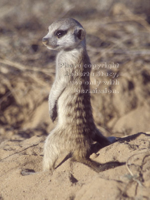 standing baby meerkat