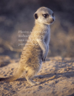 standing meerkat baby (kit, pup)