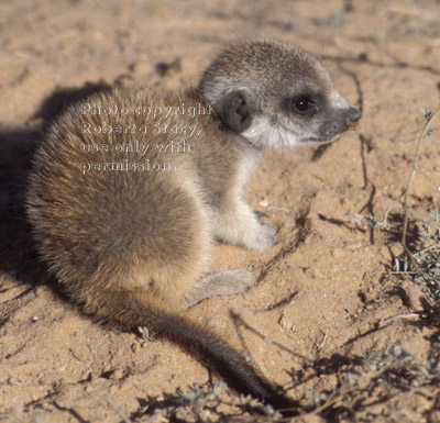 sitting meerkat baby