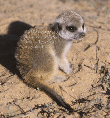 sitting meerkat baby (kit, pup)