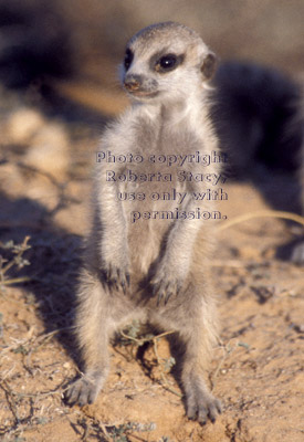 standing meerkat baby