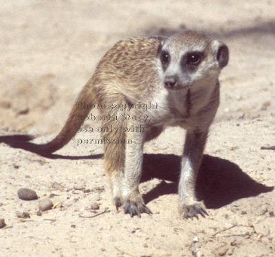 slender-tailed meerkat