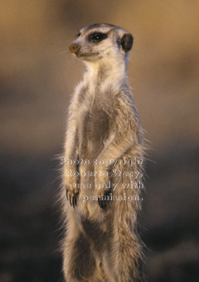 adult meerkat facing setting sun