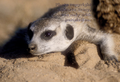 meerkat lying down