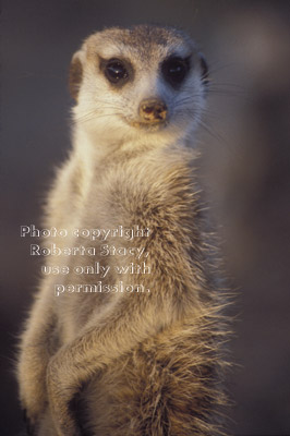 slender-tailed meerkat