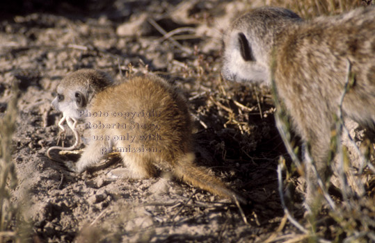 baby meerkat eating lizard