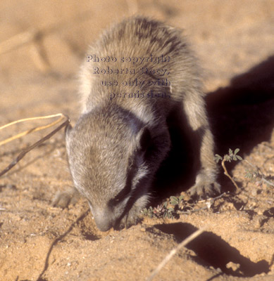 meerkat baby foraging