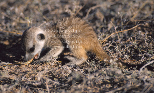 meerkat baby eating