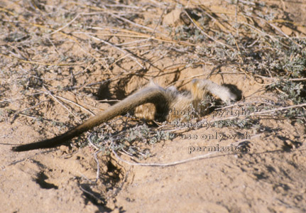 meerkat digging