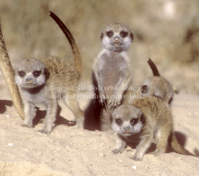 four baby meerkats