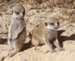 meerkat babies