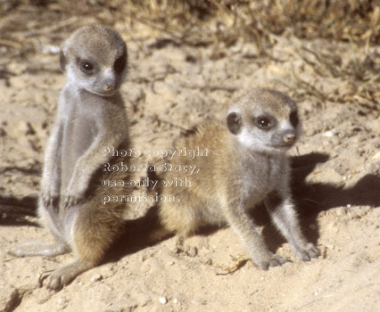 two meerkat babies (kits, pups)