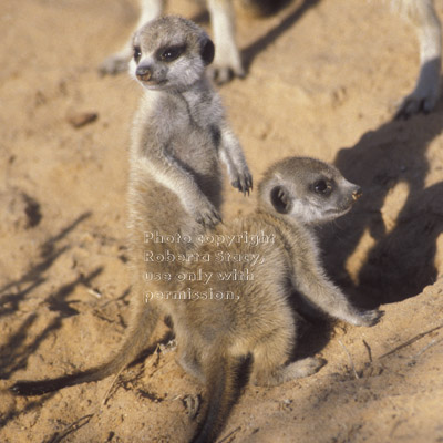 meerkat babies (kits, pups)