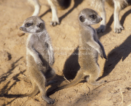 baby meerkats (kits, pups)