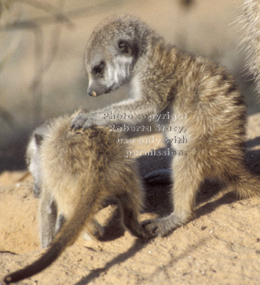 two baby meerkats (kits, pups)