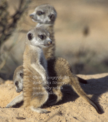 three meerkat babies (kits, pups)