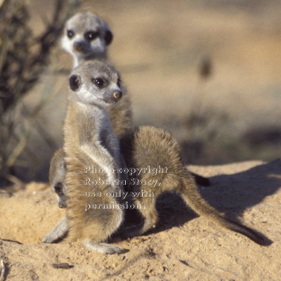 three meerkat babies (kits, pups)