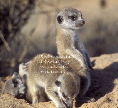 three meerkat babies (kits, pups)