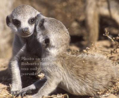 two meerkat babies