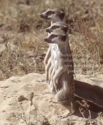 three meerkat adults