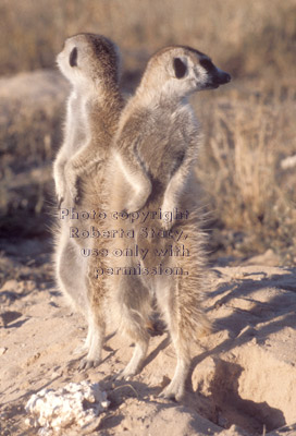 two meerkats on sentry duty