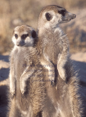 two adult meerkats